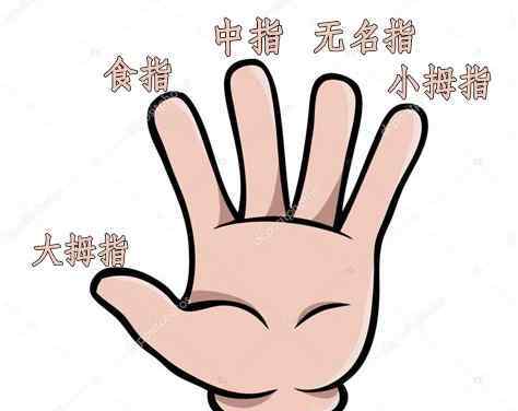 男人的手相手指看健康拇指是反映大脑发育的部位