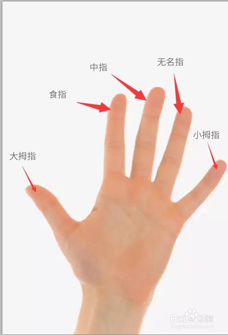 男人的手相手指看健康拇指是反映大脑发育的部位