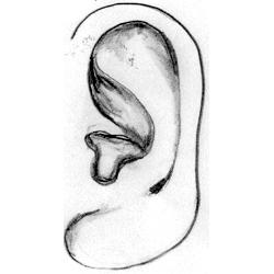 耳相怎么看耳朵面相算命图解大全面相五官，耳朵是五官之一