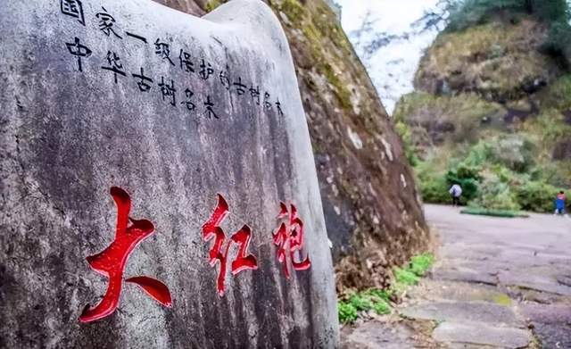 武夷山产茶历史悠久，生态环境非常适宜茶树生长