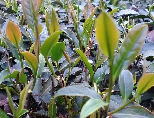 武夷山产茶历史悠久，生态环境非常适宜茶树生长