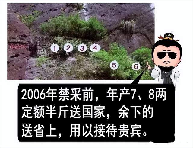 武夷山产茶历史悠久，生态环境非常适宜茶树生长