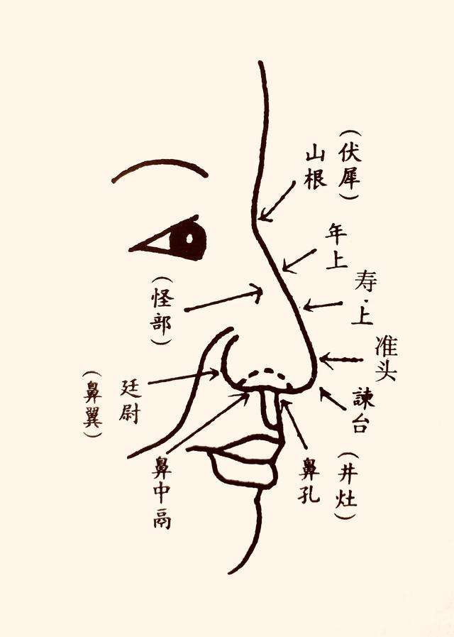 鼻子看相：女人鼻头有肉面相图解鼻子的面相