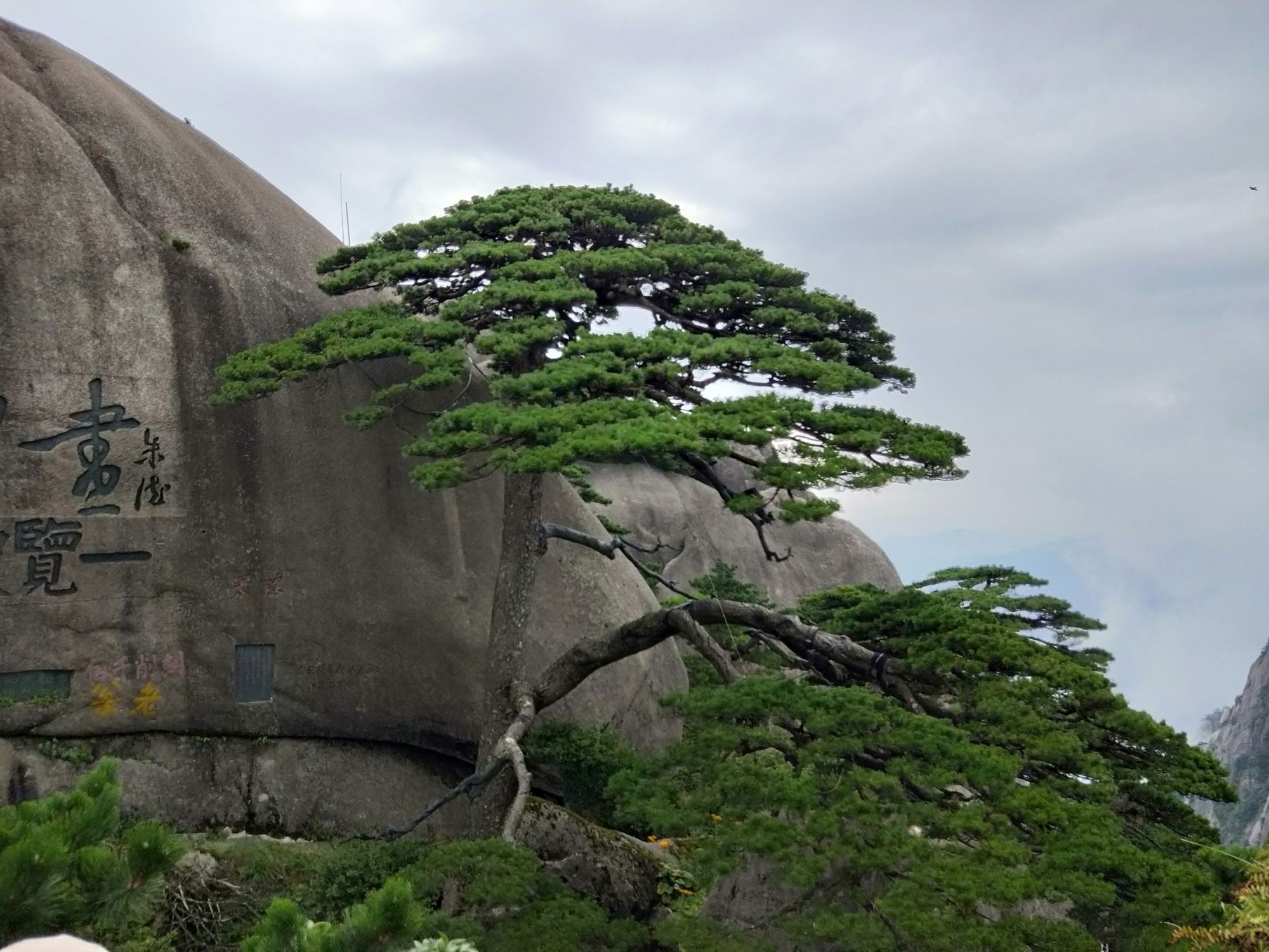 黄山松、石、云海结合的景观展示出自然美