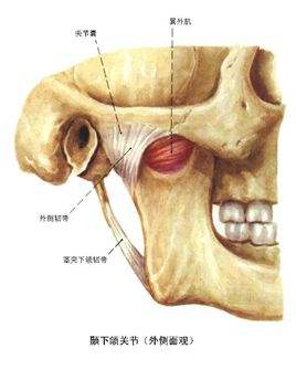 枕骨十八种反骨形状图图片