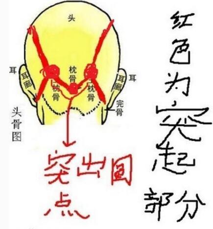 一泓骨相图解-连璧三寸枕骨