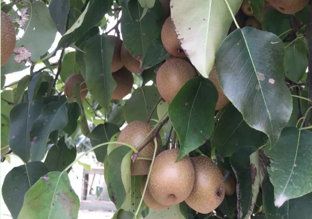 梨是我国栽培历史过于悠久的果树，传统梨品种太多