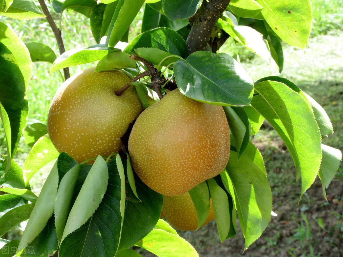 梨是我国栽培历史过于悠久的果树，传统梨品种太多