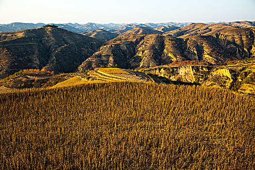 践行“绿水青山就是金山银山”理念持续加大造林绿化力度