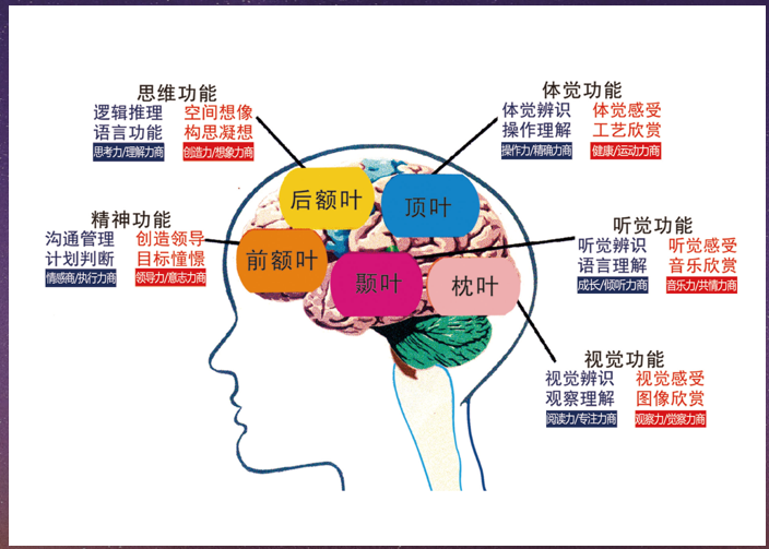 ‍天赋教育——研究人的先天遗传基因的学问